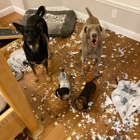 harlowandsage Instagram post about Dog behavior