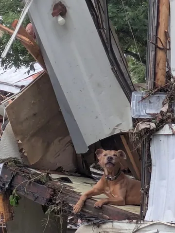 harlowandsage Instagram post about Disaster relief for animals