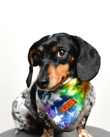 harlowandsage Instagram post about Colorful expression