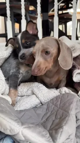 harlowandsage Instagram post about Dogs and humor