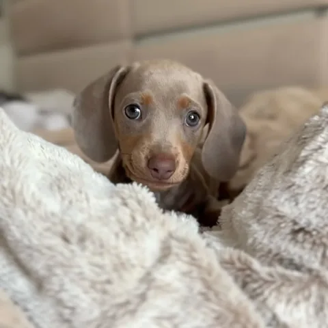 harlowandsage Instagram post about Pet birthday