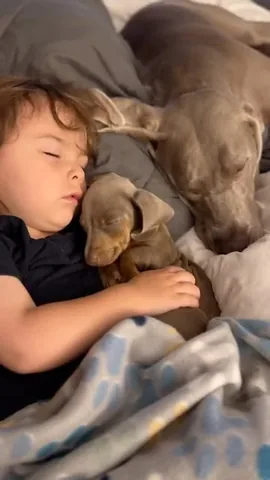 harlowandsage Instagram post about Dogs and companionship