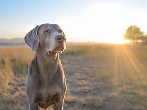 harlowandsage Instagram post about Pet memorial