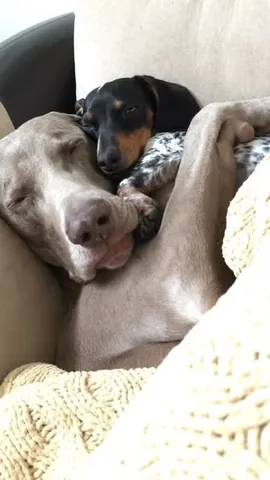 harlowandsage Instagram post about Pet tribute
