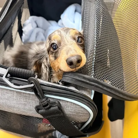 harlowandsage Instagram post about Pet injury and recovery