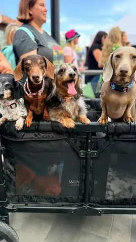 harlowandsage Instagram post about Dachshund event