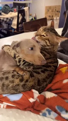 harlowandsage Instagram post about Affection