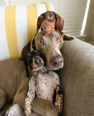 harlowandsage Instagram post about Pet welfare advocacy
