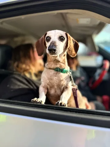 harlowandsage Instagram post about Animal welfare support