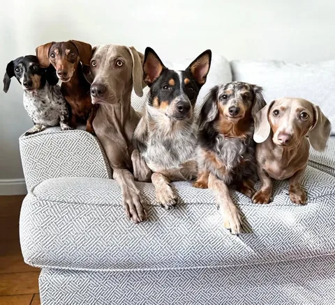 Harlow and Sage Instagram post thumbnail