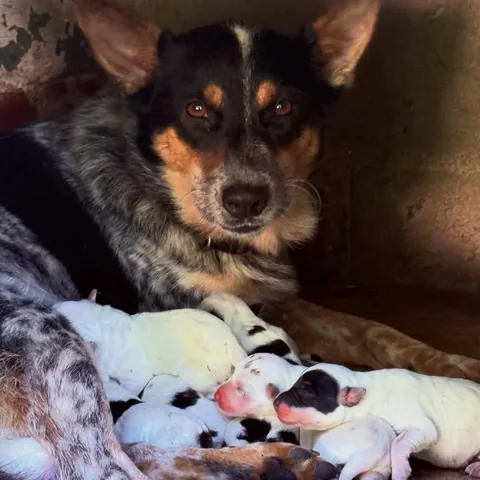 hawkshaw_and_hide Instagram post about Newborn puppies
