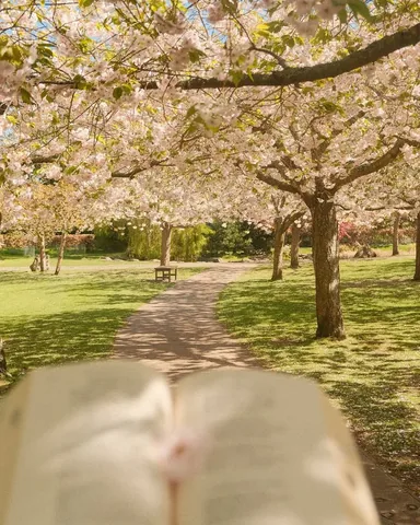 hayaisreading Instagram post about Cherry blossoms and wellbeing
