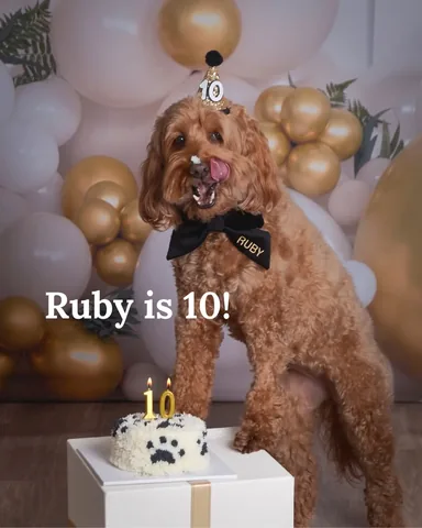 hellorubydoodle Instagram post about Dog birthday celebration