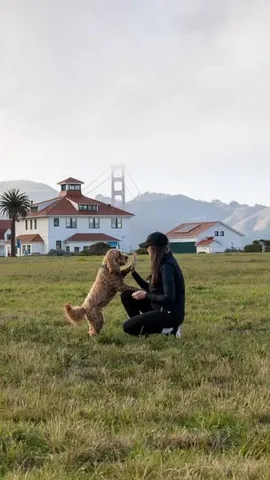hellorubydoodle Instagram post about Dog friendly San Francisco itinerary