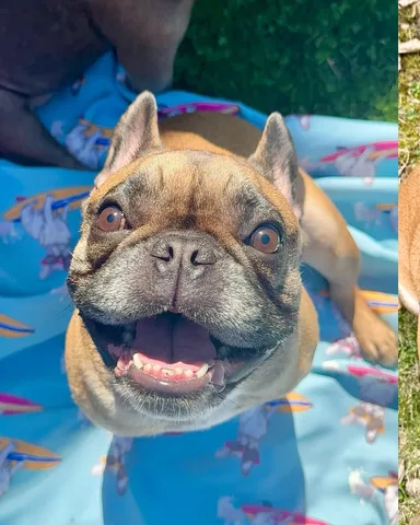 henryandpenny Instagram post about Pet birthday