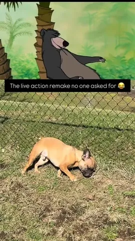 henryandpenny Instagram post about Dog behavior