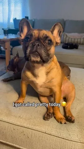 henryandpenny Instagram post about French bulldog humor