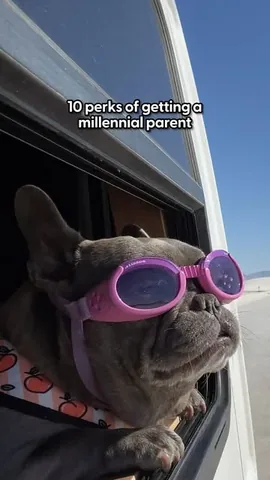 henryandpenny Instagram post about Pet lifestyle