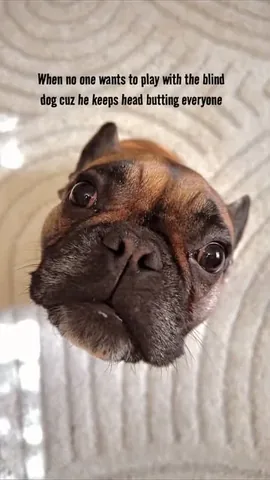 henryandpenny Instagram post about Blind dog inclusion
