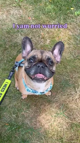henryandpenny Instagram post about Blind dog humor