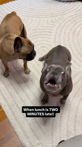 henryandpenny Instagram post about Dog humor