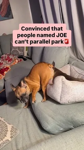 henryandpenny Instagram post about Blind dog behavior
