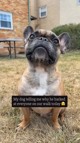 henryandpenny Instagram post about Blind dog behavior