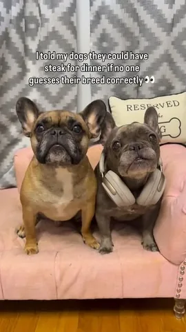henryandpenny Instagram post about Dog breed humor