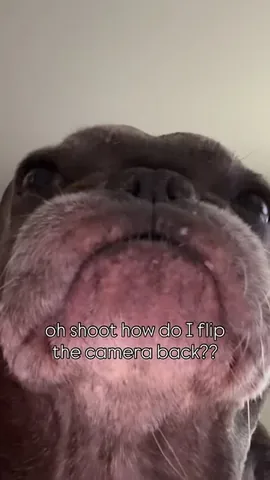 henryandpenny Instagram post about Sibling dog relationship