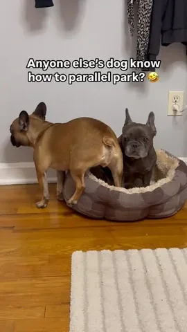henryandpenny Instagram post about Blind dog