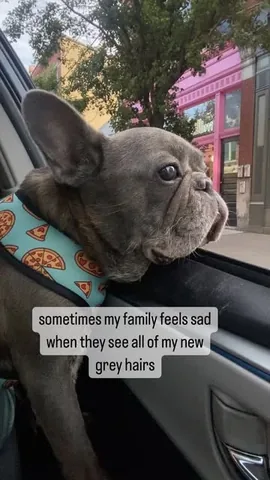 henryandpenny Instagram post about Pet companionship
