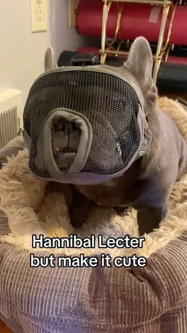 henryandpenny Instagram post about Dog humor