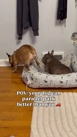 henryandpenny Instagram post about Dog behavior