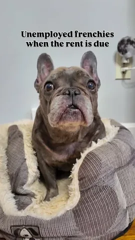 henryandpenny Instagram post about Dog cuteness