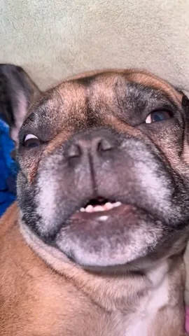 henryandpenny Instagram post about Dog friendship