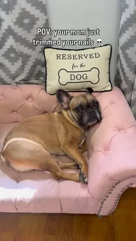 henryandpenny Instagram post about Pet grooming