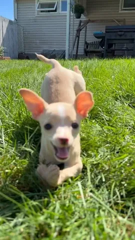 hollys_amazing_journey Instagram post about Birdie’s joyful mobility
