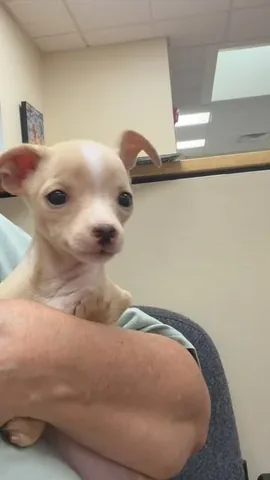 hollys_amazing_journey Instagram post about Birdie’s veterinary care