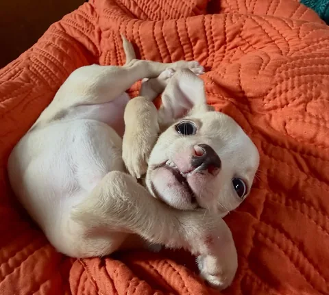 hollys_amazing_journey Instagram post about Fundraising for veterinary care