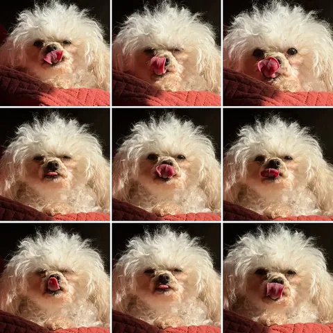 hollys_amazing_journey Instagram post about Dog humor