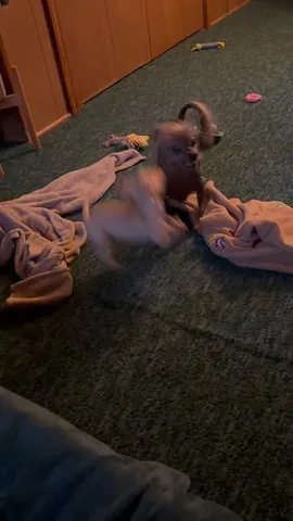 hollys_amazing_journey Instagram post about Dogs bonding
