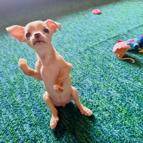 hollys_amazing_journey Instagram post about Birdie milestone