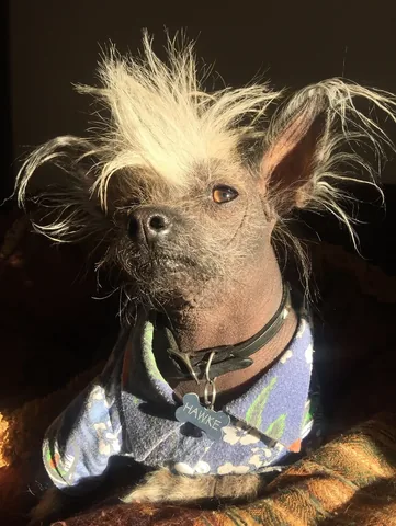 hollys_amazing_journey Instagram post about Dog humor
