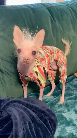 hollys_amazing_journey Instagram post about Holly remembrance