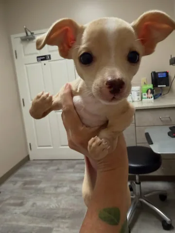 hollys_amazing_journey Instagram post about Birdie’s medical care