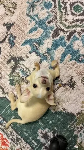 hollys_amazing_journey Instagram post about Puppy play