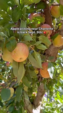 houseofhensen Instagram post about Apple picking near Charlotte
