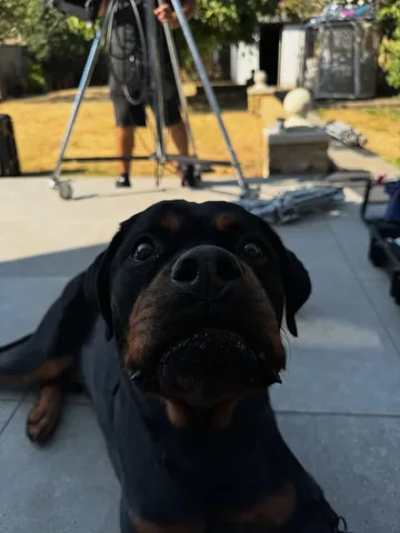 hudsonlerottie Instagram post about Dog during filming