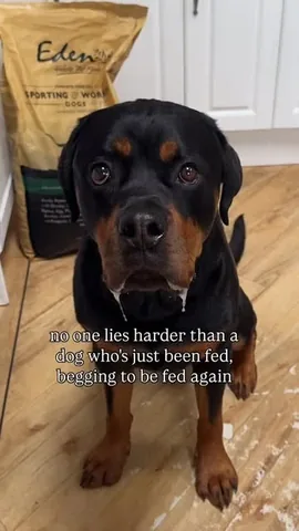 hudsonlerottie Instagram post about Rottweiler puppy appeal