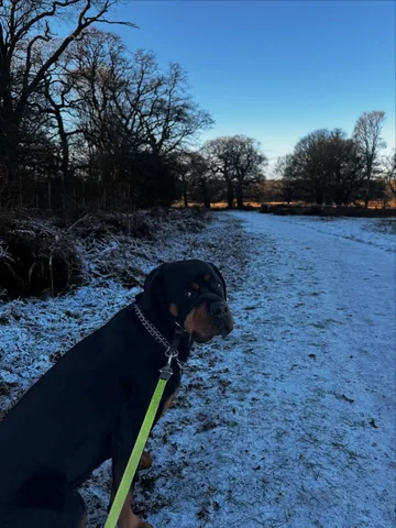 hudsonlerottie Instagram post about Dog walks in snow